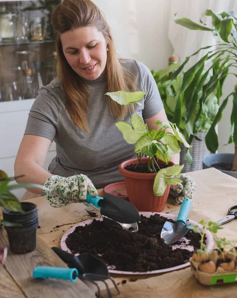 Woman Repotting Plants Home Garden Spring Gardening — Stock Photo, Image