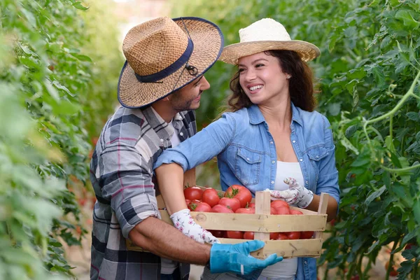 Casal Que Reúne Tomates Estufa — Fotografia de Stock