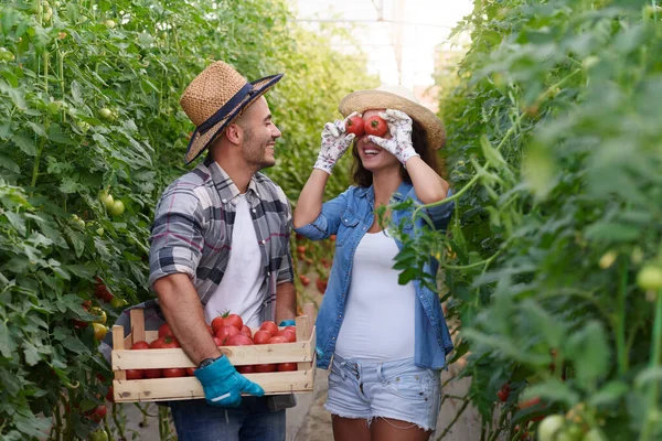 Casal Que Reúne Tomates Estufa — Fotografia de Stock