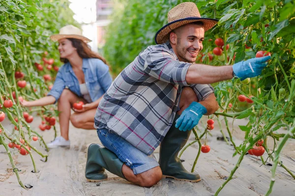 Man Vrouw Die Tomaten Verzamelen — Stockfoto