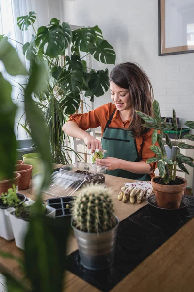 Woman Taking Care Plants Her Home — Stock Photo, Image