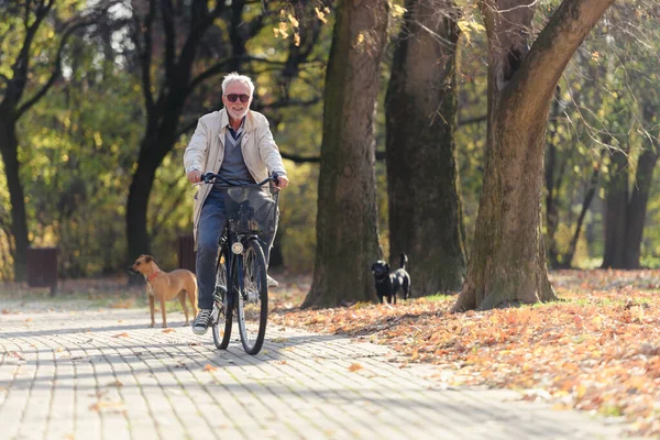 Χαρούμενος Ηλικιωμένος Που Κάνει Ποδήλατο Δημόσιο Πάρκο Δραστηριότητες Για Ηλικιωμένους — Φωτογραφία Αρχείου