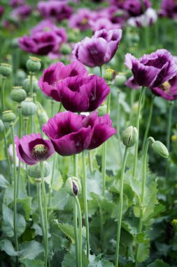 Bahçedeki güzel mor çiçekler