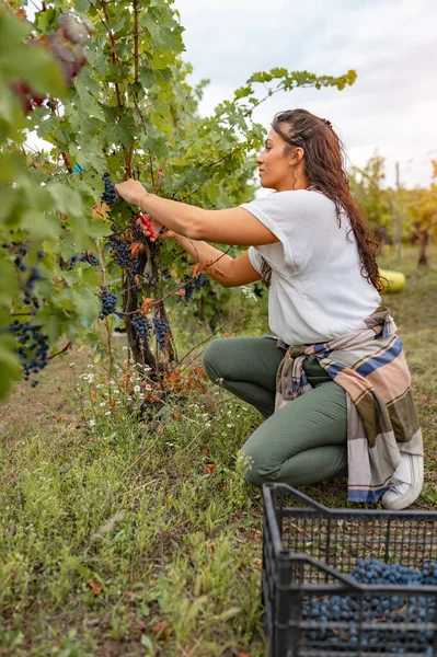 Jonge Vrouw Het Verzamelen Van Druiven Wijngaard — Stockfoto