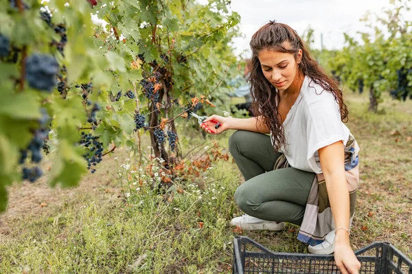 Jonge Vrouw Het Verzamelen Van Druiven Wijngaard — Stockfoto