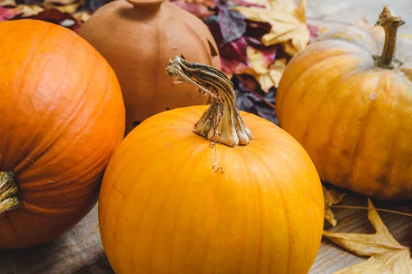 カボチャのケーキ ハロウィーンの装飾のために準備ができているオレンジ色のカボチャの多く 秋の背景 — ストック写真