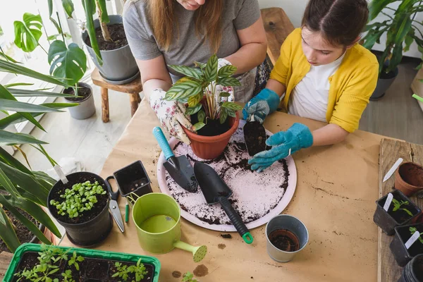 Young Woman Her Daughter Planting Plant Greenhouse — Stock Photo, Image