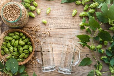 Ekim Festivali bira festivali arka planı. Malt and Hopps bira imalatı arka planda kopyalama alanı.