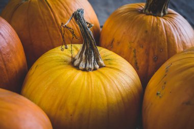 Sonbahar hasat balkabakları kapanıyor