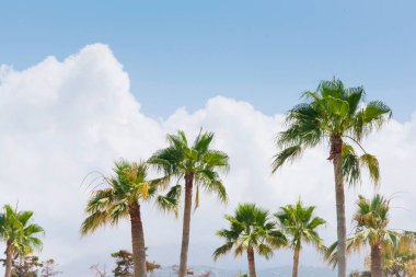 Mavi gökyüzü arka planında beyaz bulutlu palmiye ağaçları