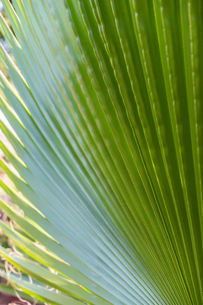 Verde Folhas Palma Fundo — Fotografia de Stock