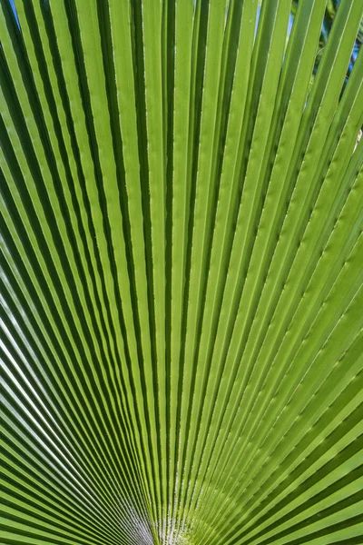 Verde Folhas Palma Fundo — Fotografia de Stock
