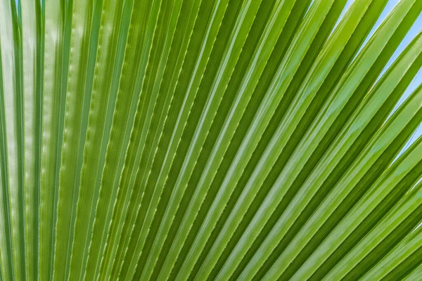 Yeşil Palmiye Yaprakları Arkaplan — Stok fotoğraf