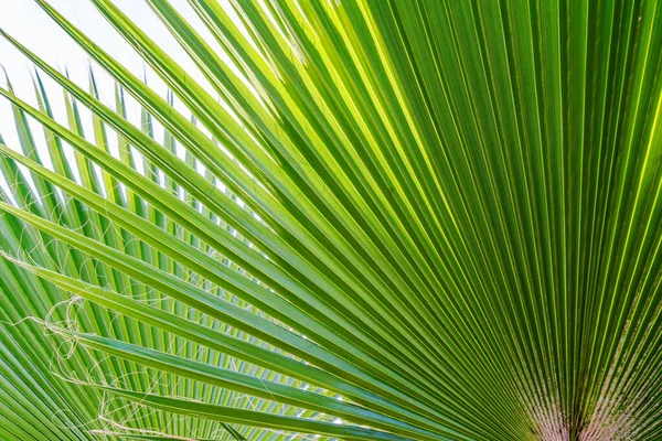 Зеленые Пальмовые Листья — стоковое фото