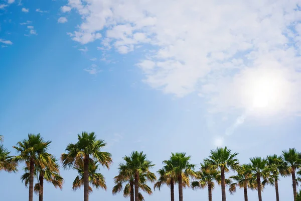 stock image green palm trees with blue sky background.