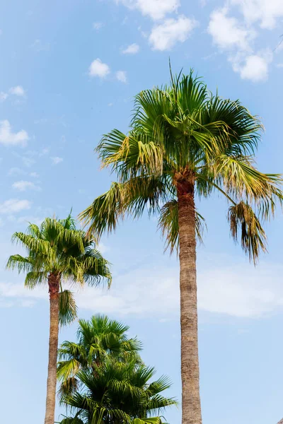 stock image green palm trees with blue sky background.