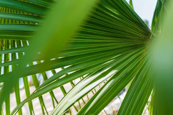 Yeşil Palmiye Yaprakları Arkaplan — Stok fotoğraf