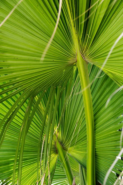Feuilles Palmier Vert Fond — Photo