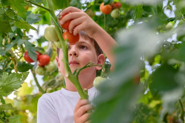 Retrato Menino Com Tomates Cereja Vermelhos — Fotografia de Stock