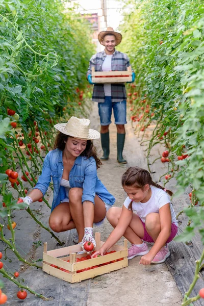 Família Trabalhando Juntos Estufa Colhendo Tomates — Fotografia de Stock