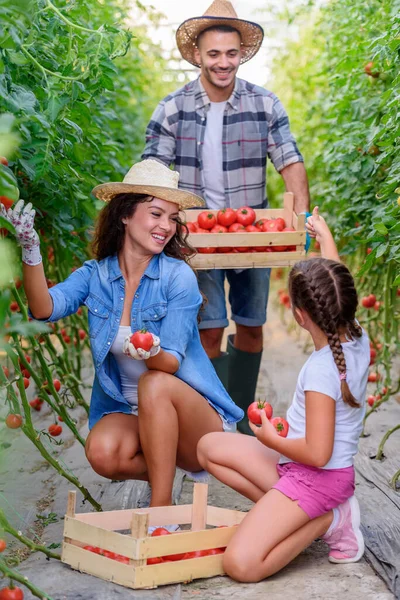 家庭在温室里一起采摘西红柿 — 图库照片