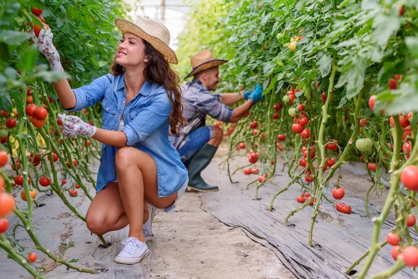 Homem Mulher Cultivando Vegetais Orgânicos Estufa Pequenas Empresas Familiares — Fotografia de Stock