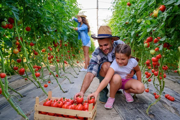 Família Trabalhando Juntos Estufa Colhendo Tomates — Fotografia de Stock