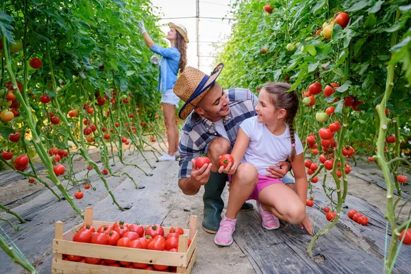 Familie Die Samenwerken Bij Het Plukken Van Tomaten — Stockfoto