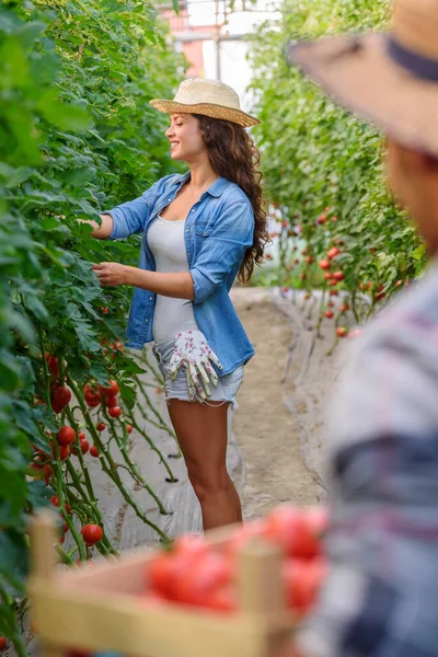 Erkek Kadın Serada Organik Sebze Yetiştiriyor Küçük Aile Şirketi — Stok fotoğraf