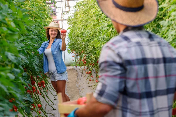 Чоловік Жінка Вирощують Органічні Овочі Теплиці Малий Сімейний Бізнес — стокове фото