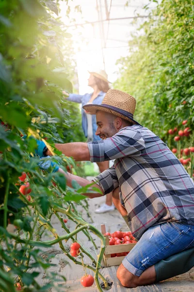 Чоловік Жінка Вирощують Органічні Овочі Теплиці Малий Сімейний Бізнес — стокове фото