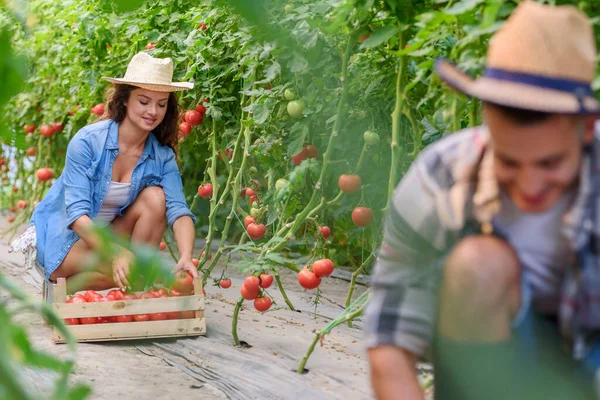 Homem Mulher Cultivando Vegetais Orgânicos Estufa Pequenas Empresas Familiares — Fotografia de Stock