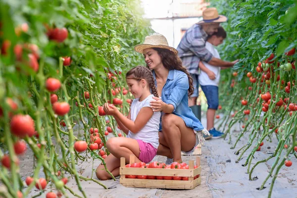 Família Coletando Tomates Fazenda — Fotografia de Stock