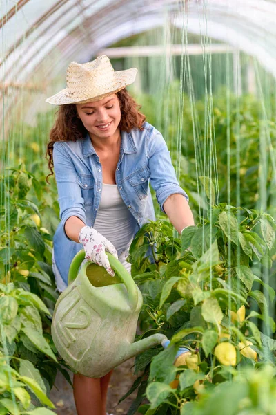 Kadın Serada Organik Sebze Yetiştiriyor Küçük Aile Şirketi — Stok fotoğraf