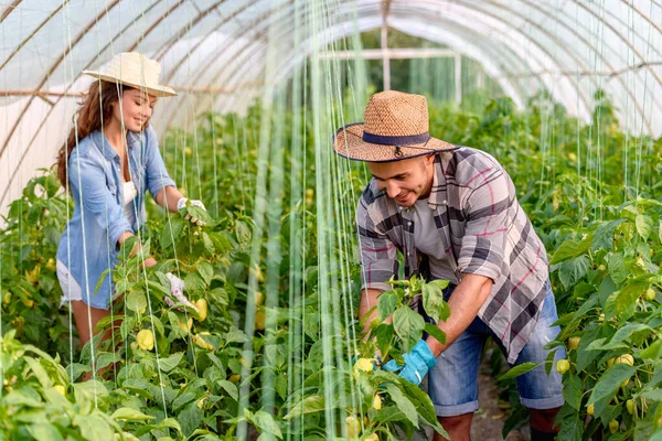 Erkek Kadın Serada Organik Sebze Yetiştiriyor Küçük Aile Şirketi — Stok fotoğraf