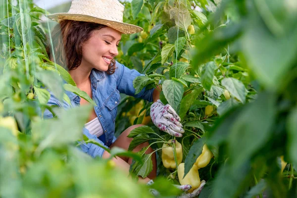 Kadın Serada Organik Sebze Yetiştiriyor Küçük Aile Şirketi — Stok fotoğraf