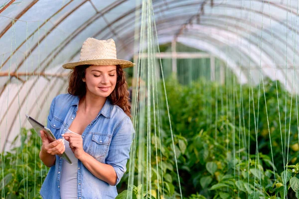 Kobieta Uprawiająca Organiczne Warzywa Szklarni Małe Przedsiębiorstwo Rodzinne — Zdjęcie stockowe