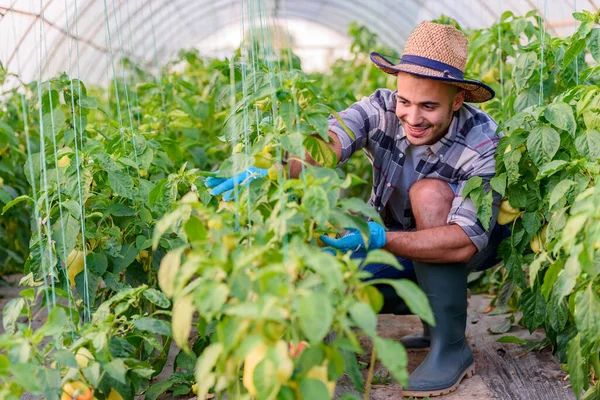 Serasında Bitkilerle Çalışan Girişimci Bir Adam Küçük Aile Şirketi — Stok fotoğraf
