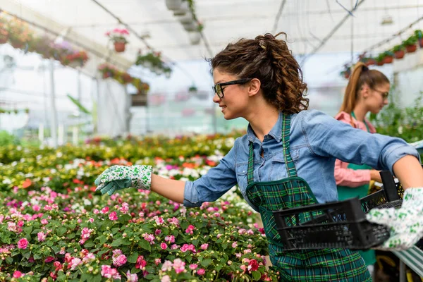 Çiçekçide Çalışan Genç Güzel Kadın Bahçıvanlar — Stok fotoğraf