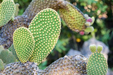 Bahçedeki kaktüsleri kapatın.