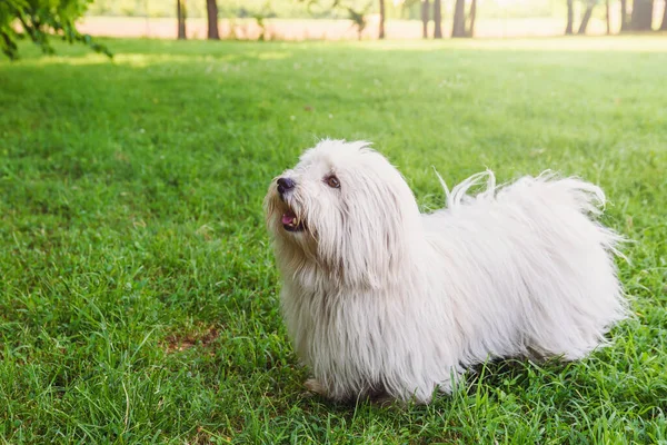 Weißer Hund Draußen Sommergarten — Stockfoto