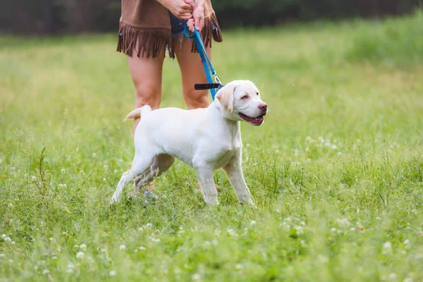 Junge Frau Spielt Mit Putzigem Labrador Retriever Öffentlichen Park Hund — Stockfoto