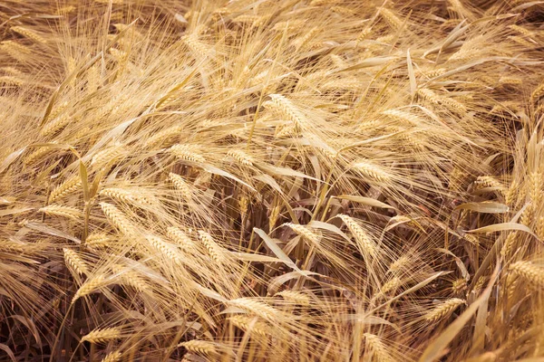 Крупним Планом Вуха Стиглої Пшениці Полі — стокове фото