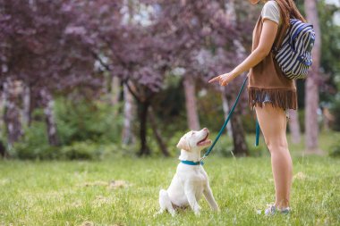 Güzel bir kadın köpeğini dışarıda eğitiyor.