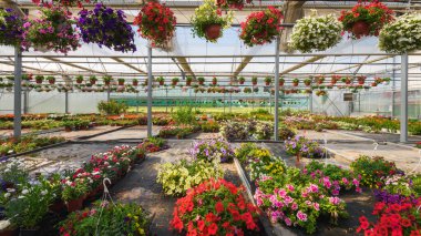 Farklı çiçek ve bitkilerle dolu bir sera