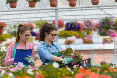 Serada çalışan güzel kadın çiçekçiler.