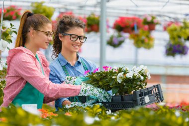 Serada çalışan güzel kadın çiçekçiler.