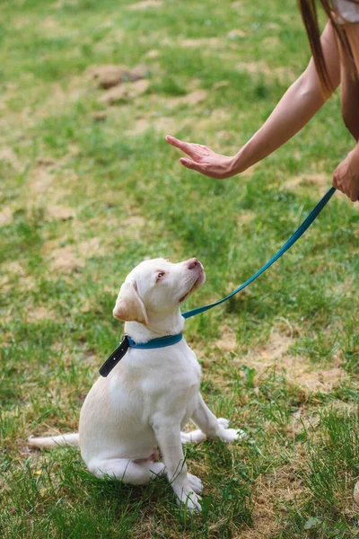 Schöne Frau Trainiert Ihren Hund Freien — Stockfoto