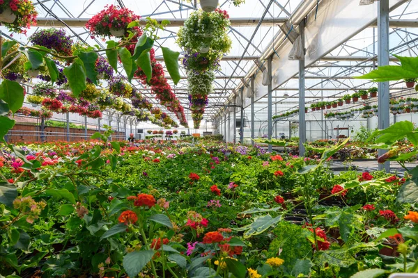 Invernadero Con Diferentes Flores Plantas — Foto de Stock