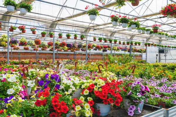 stock image greenhouse with different flowers and plants